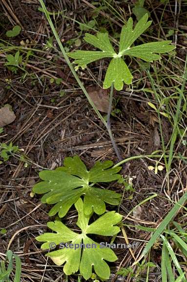 delphinium gracilentum 18 graphic